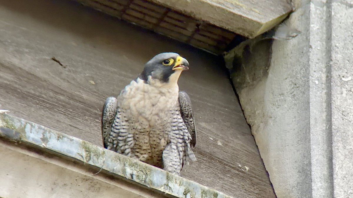 Stivi Musievski tweet media