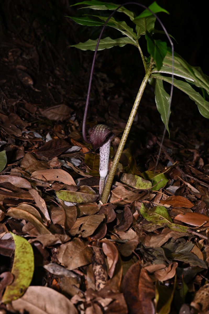 Toadrium's tweet image. ナンゴクウラシマソウ
屋久島でも変わらず健気に咲いていた。良いよねぇ…