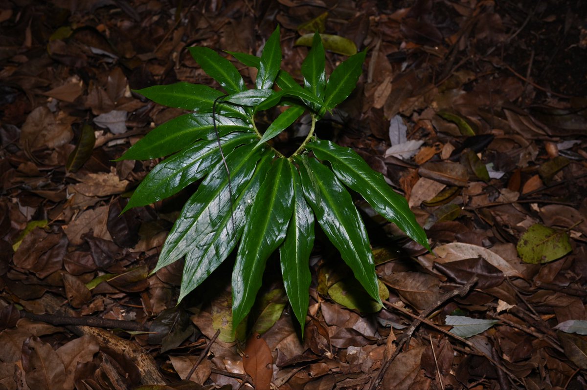 Toadrium's tweet image. ナンゴクウラシマソウ
屋久島でも変わらず健気に咲いていた。良いよねぇ…