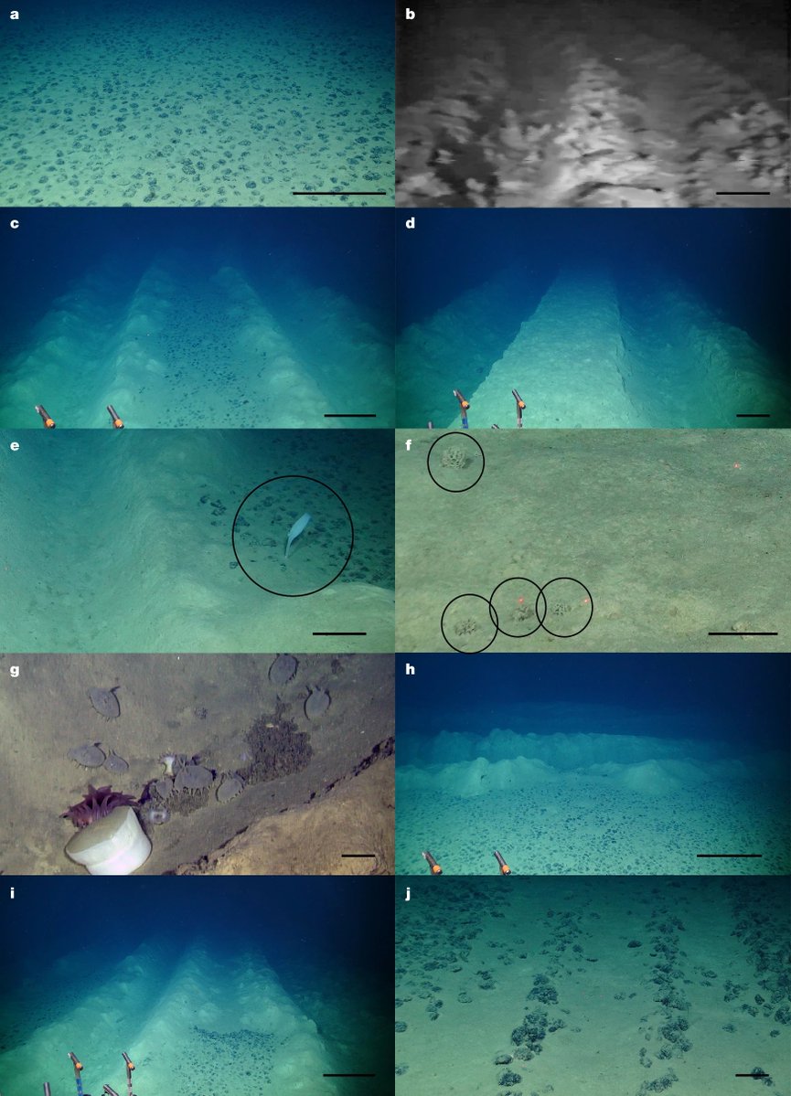 深海採掘跡における長期的影響と生物学的回復 Daniel O. B. Jonesらの