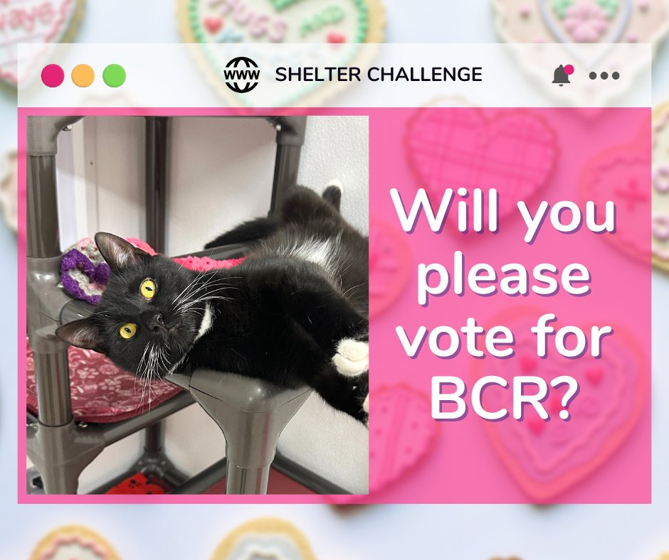 Resolutions For Rescue Shelter Challenge is here! 🐾 Vote for blind, FELV+, &amp; FIV+ cats—it's free &amp; quick! Daily votes help them win! 😺 🐾

🔗 VOTE: bit.ly/3Ue7TmV
📧 Need a reminder? Email: blindcat@blindcatrescue.com

Thank you so much for helping the kitties! 💙