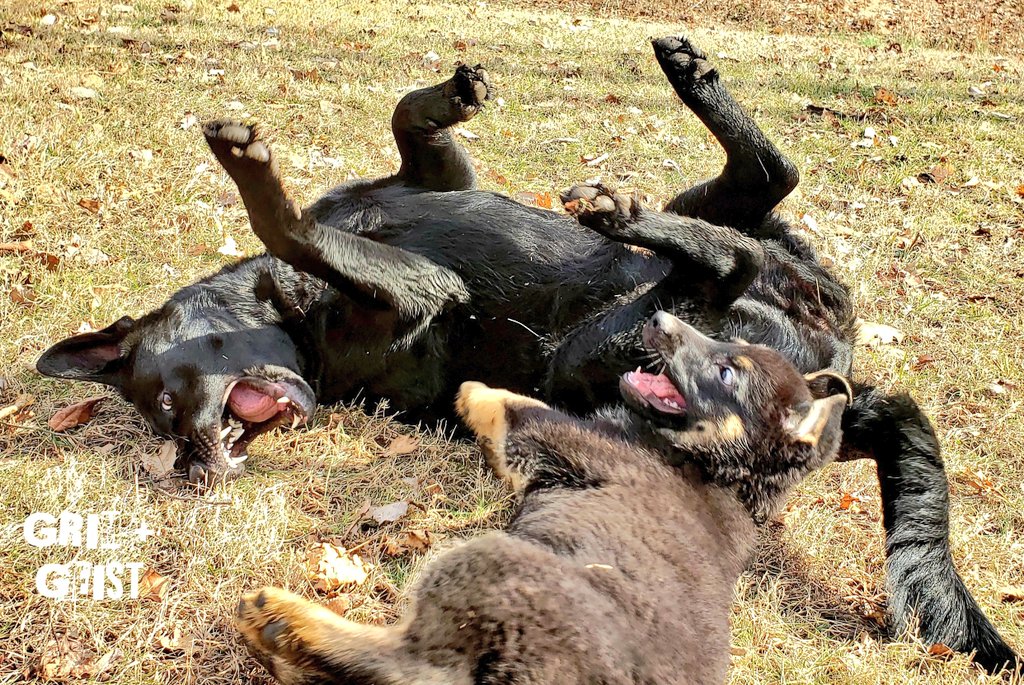K9Garm tweet media