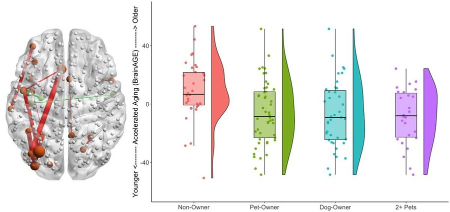 Tener perro se asocia con un rejuvenecimiento cerebral de hasta 15 años.