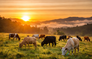 Trinidad Pasión Ganadera tweet media