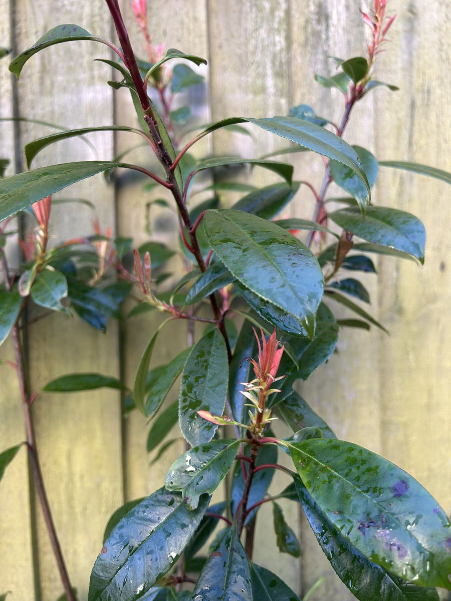 GardensHour's tweet photo. Other blooms bringing joy this week! The garden is waking up #GardensHour https://t.co/3QrK3cnqw1