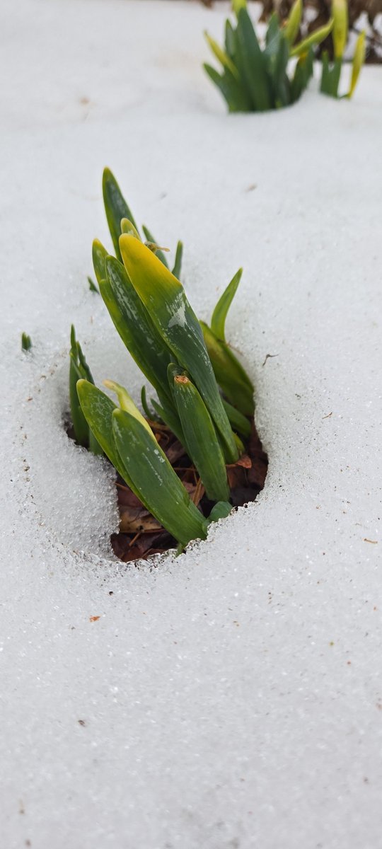 AdvncingThePlot's tweet photo. Signs of spring under 'snowcrete' here in Maryland, USA. First daylight they've seen in 3 weeks! #gardenshour #gardendc https://t.co/ACnBkxE5Tb