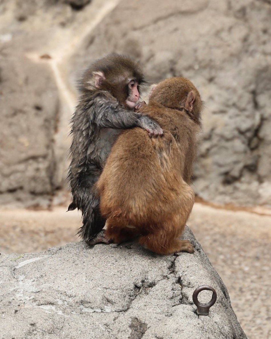 YZfinance's tweet image. パンチくん、他のサルたちにもちゃんと近づいてるんだよね🐵  
全然「かわいそう〜」とか「悲しい…」みたいな重い感じじゃなくて、  
なんか静かに「がんばれよ、できるって」って寄り添うような、優しい応援の雰囲気。

#がんばれパンチ  
#市川市動植物園