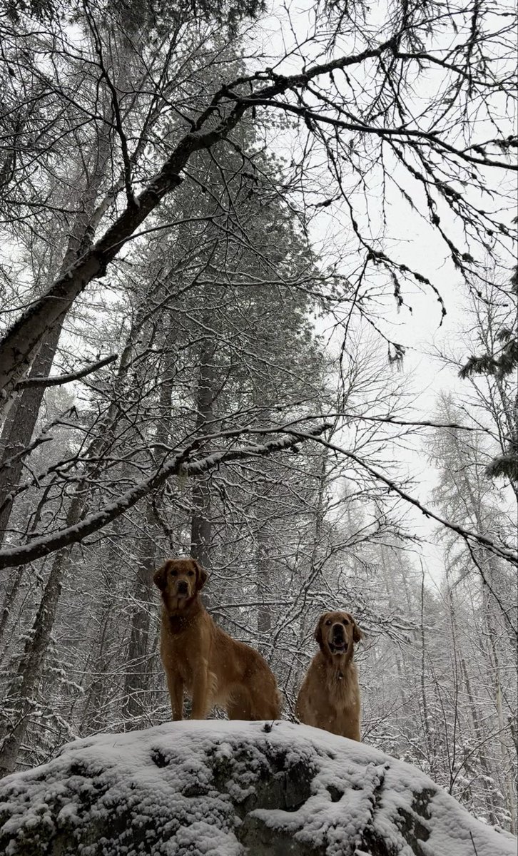 Averagejoe tweet media