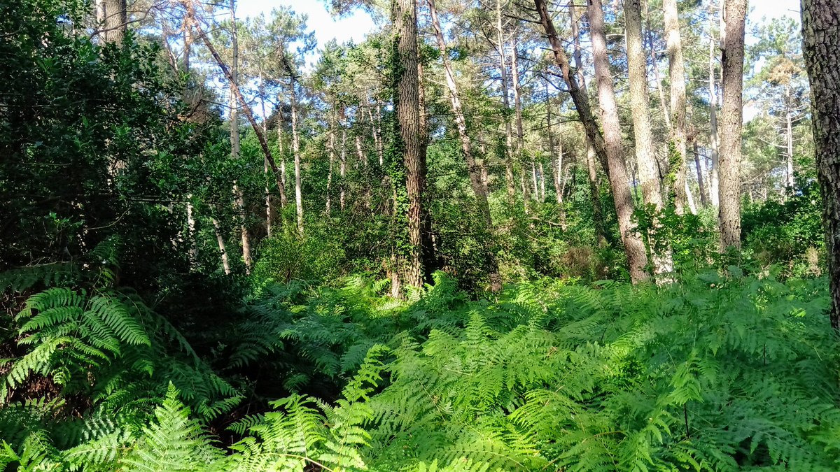 François-Xavier Bodin tweet media