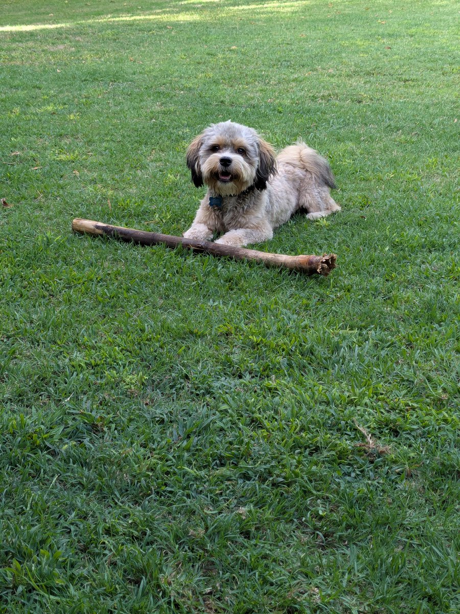 A veces me olvido que tengo el perro más lindo del mundo