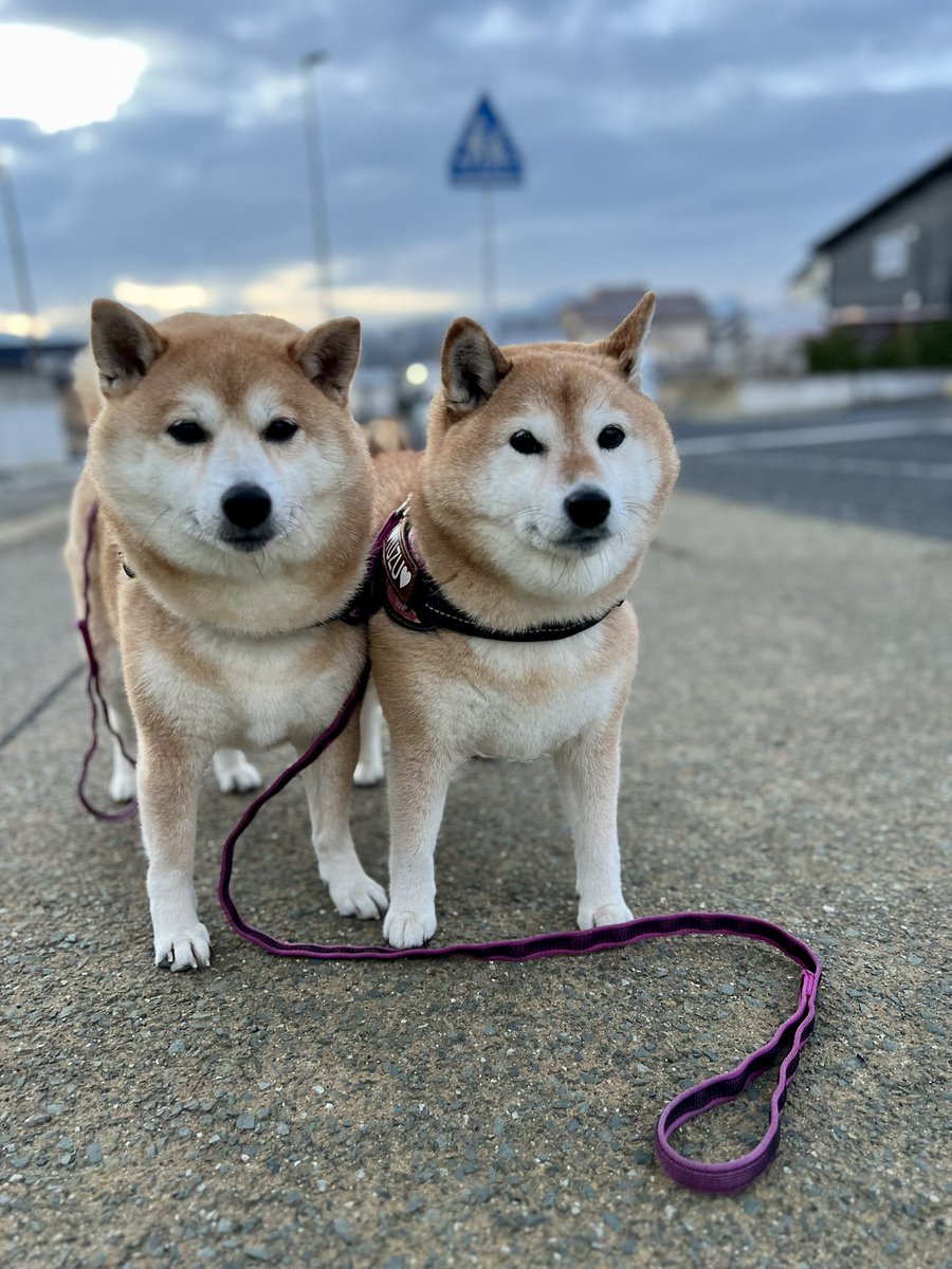 ゆず9🐾ぽんず5🐾 (@jajagi7jajagi) / Posts / X