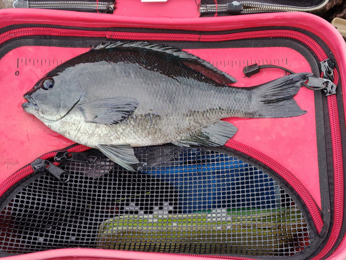 新月になったので、ヤリイカ休止で真鶴へ

楽磯入れなくなり、本命場所！

久々に入れたが、30後半のクチブトで終了

ハリス飛ばされたり、ボラ掛けたり相変わらず腕が上がらん😢