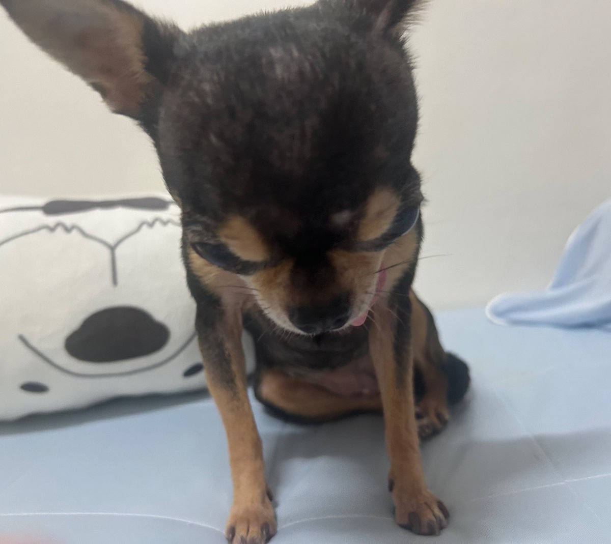 새해 복.  마니 받으시와요 .

  늘 이뻐해 주셔서.  감사하와요 .

     - 빙빙 올림 -