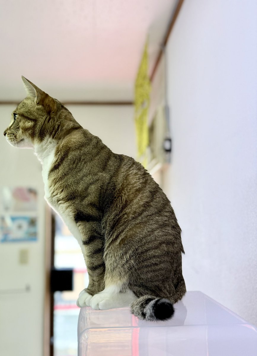 これはウォーターサーバーに乗って何かを必死に見ているねこです

 #レオさまの日々 #高いところすきよね