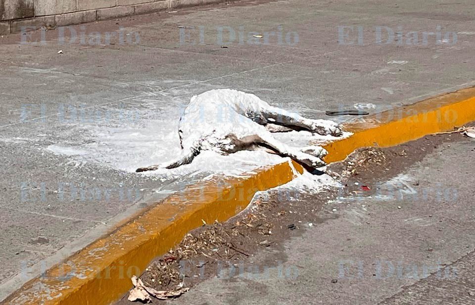 Que ganas de ser un therian.