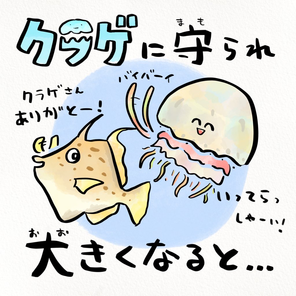 さかなのおにいさん かわちゃん (@sakana_bro) / Posts / X