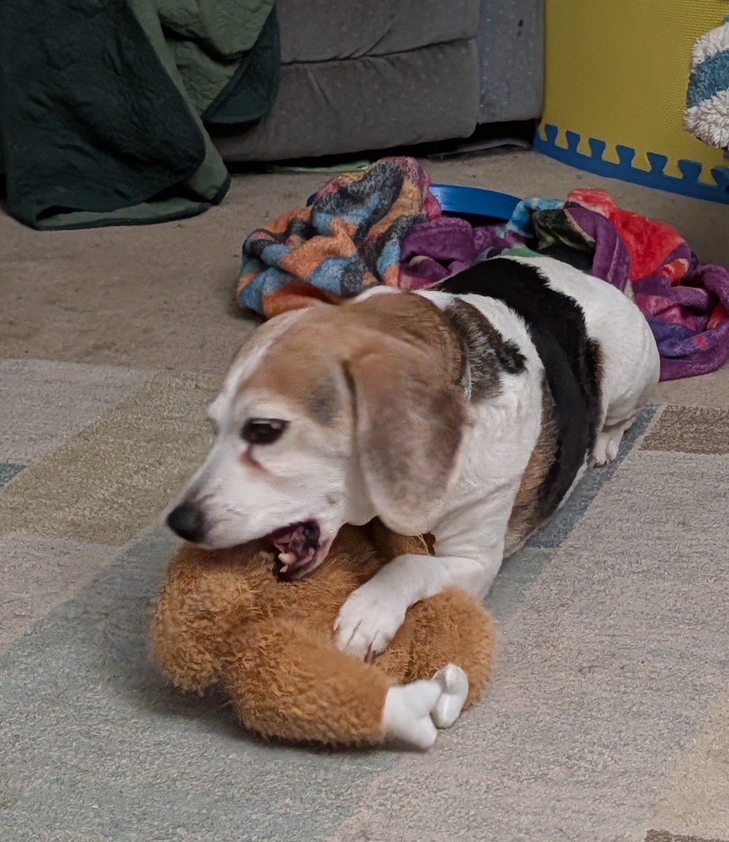 Something tells me that Muggs's stuffed chicken will not be long for this world.