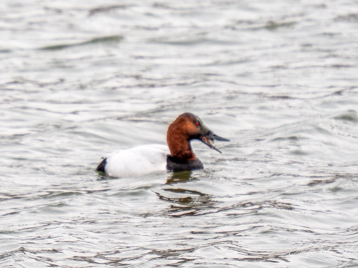 DiveArtist's tweet photo. A Canvasback enjoying a meal at Swindler’s Cove yesterday. #canvasback #birdcpp #birdsseenin2026 https://t.co/BiUANsCVAX