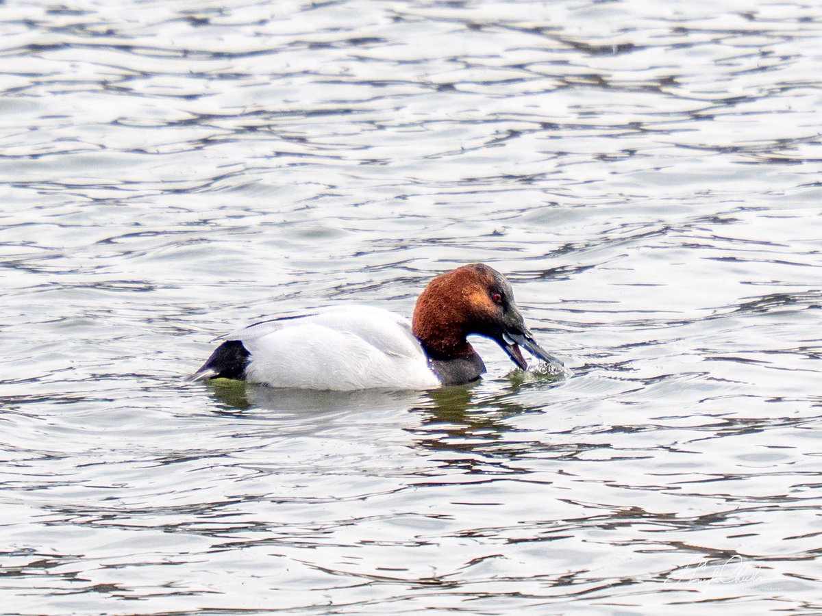 DiveArtist's tweet photo. A Canvasback enjoying a meal at Swindler’s Cove yesterday. #canvasback #birdcpp #birdsseenin2026 https://t.co/BiUANsCVAX