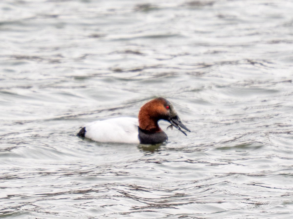 DiveArtist's tweet photo. A Canvasback enjoying a meal at Swindler’s Cove yesterday. #canvasback #birdcpp #birdsseenin2026 https://t.co/BiUANsCVAX
