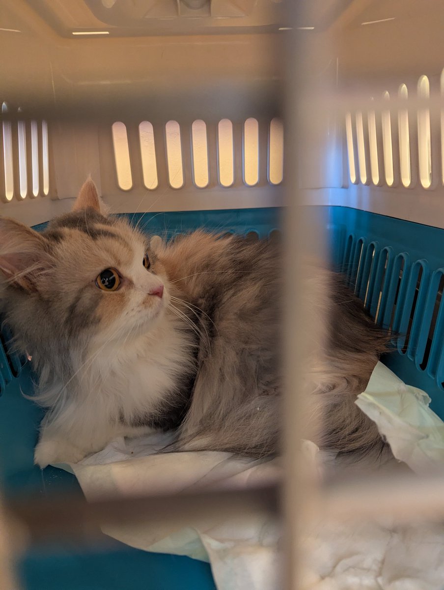 かずまる (@kazmaru_son) / Posts / X