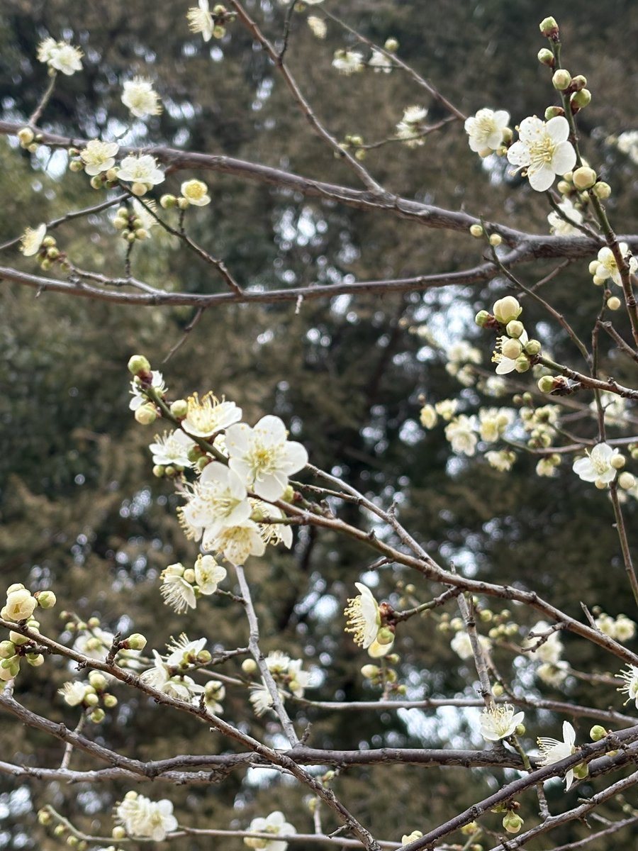 megu🎧メグハム💜💎 tweet media