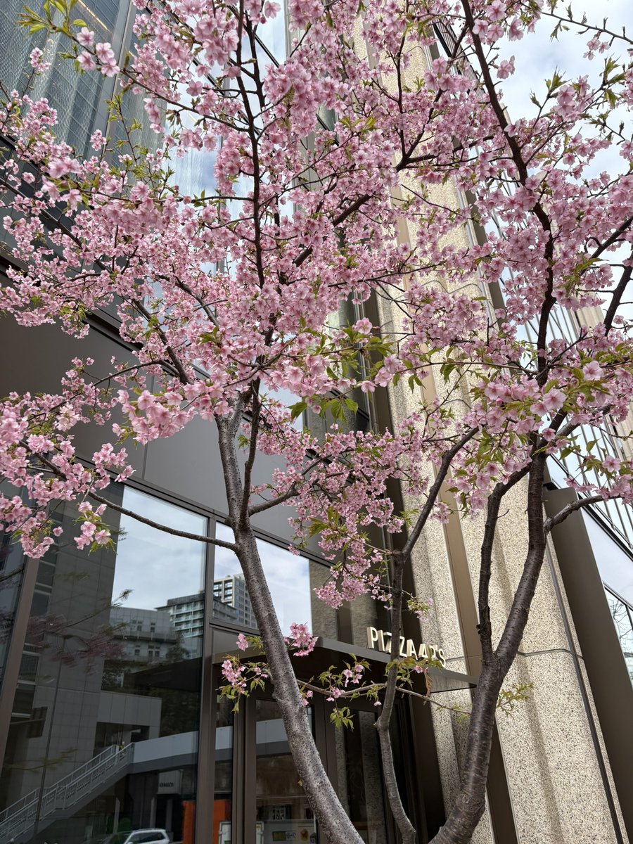 daizylapi's tweet image. 麻布台ヒルズ辺りの河津桜が咲いていた。