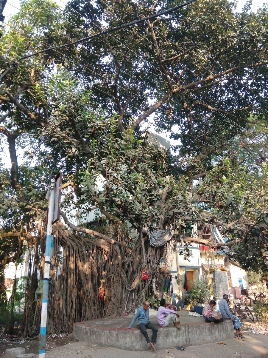 Some trees are inextricably linked to our daily lives . 🌳💚
Happy #ThickTrunkTuesday !! 
#Trees
#TreeLovers