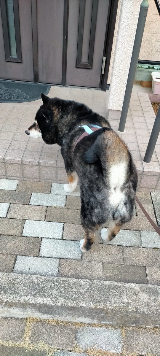 まめたろう (@mamemamemakmaki) / Posts / X