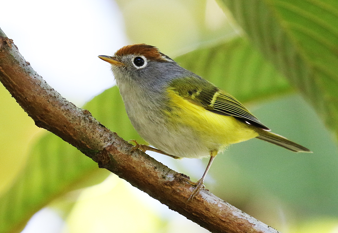 CalidrisBirdingTours tweet media