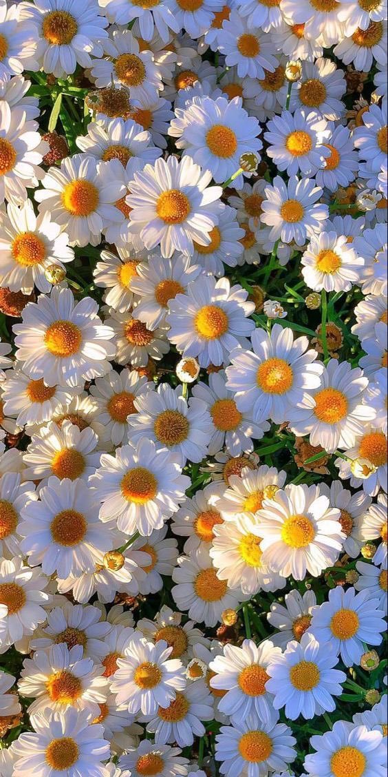 aestheticspost_'s tweet image. 