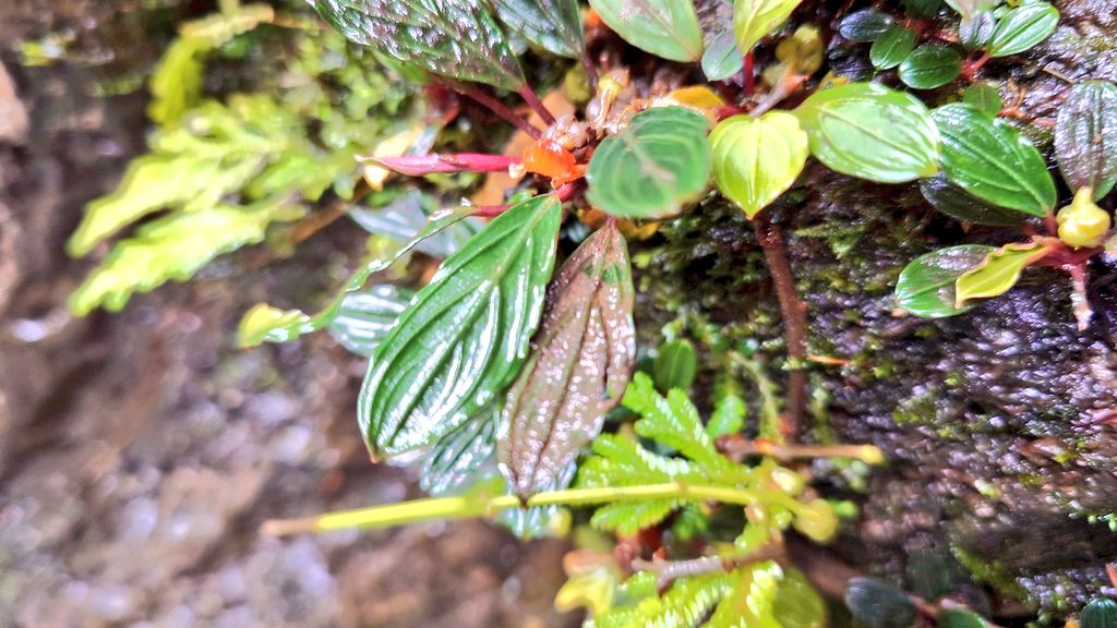 Bucephalandra sp. 