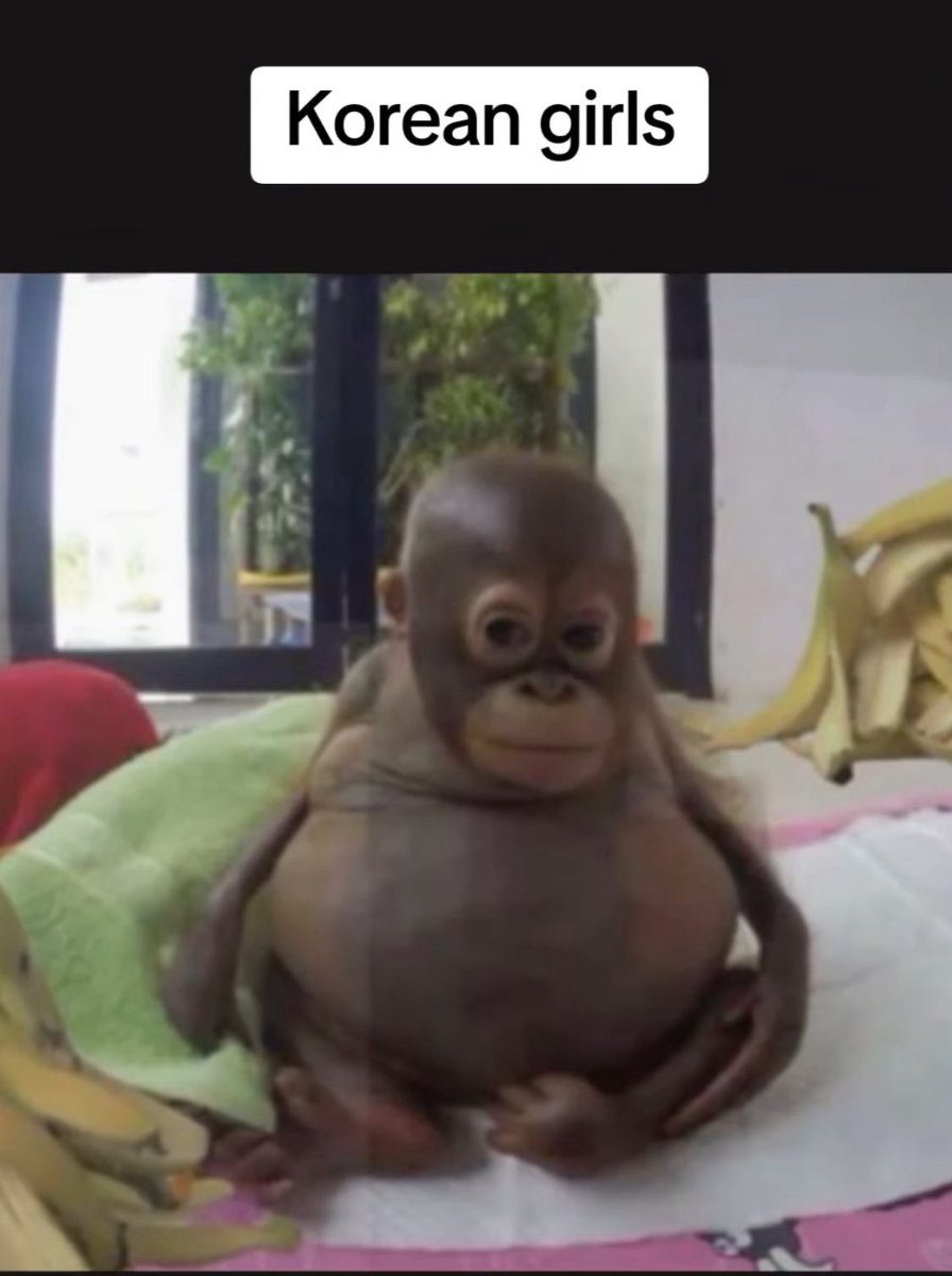 Lũ súc vật hàn quốc chó