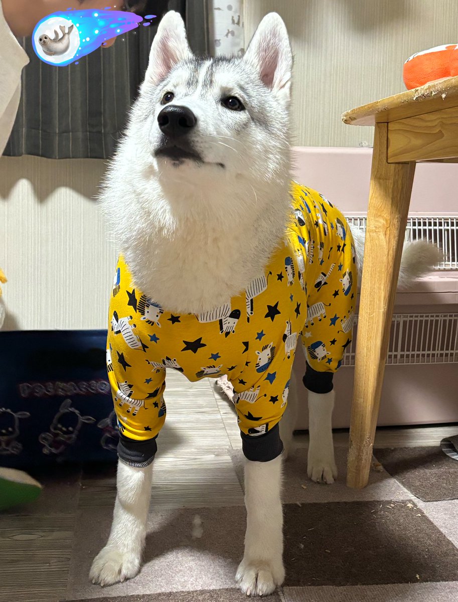 いっぬ パッツパツセクシーイッヌスーツが犬好きを熱狂させる
