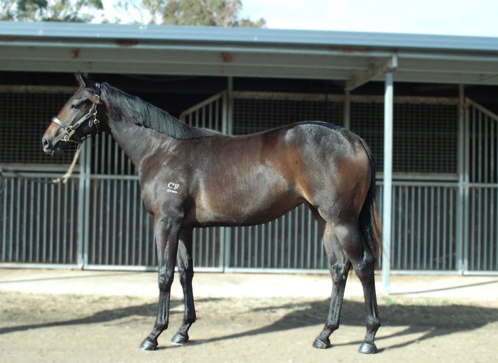 ✨ Introducing our class of 2026 ✨

Very proud to present our Tasmanian Magic Millions Draft.

Fillies by Vancouver, Headwater, Flying Artie, Toorak Toff, Squamosa, Ilovethiscity and stunning colt by Bruckner.

On parade in Barn B at the Tassie Sale in Quercus Park.