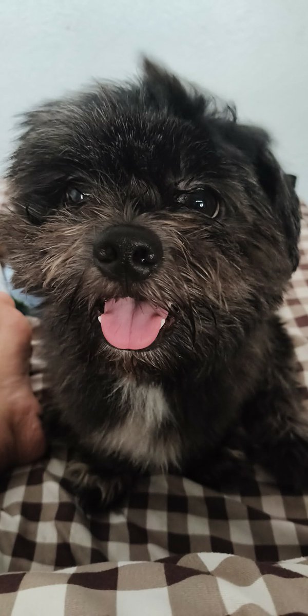 run free, mahal ko. no more pain na ha ☹️🐾