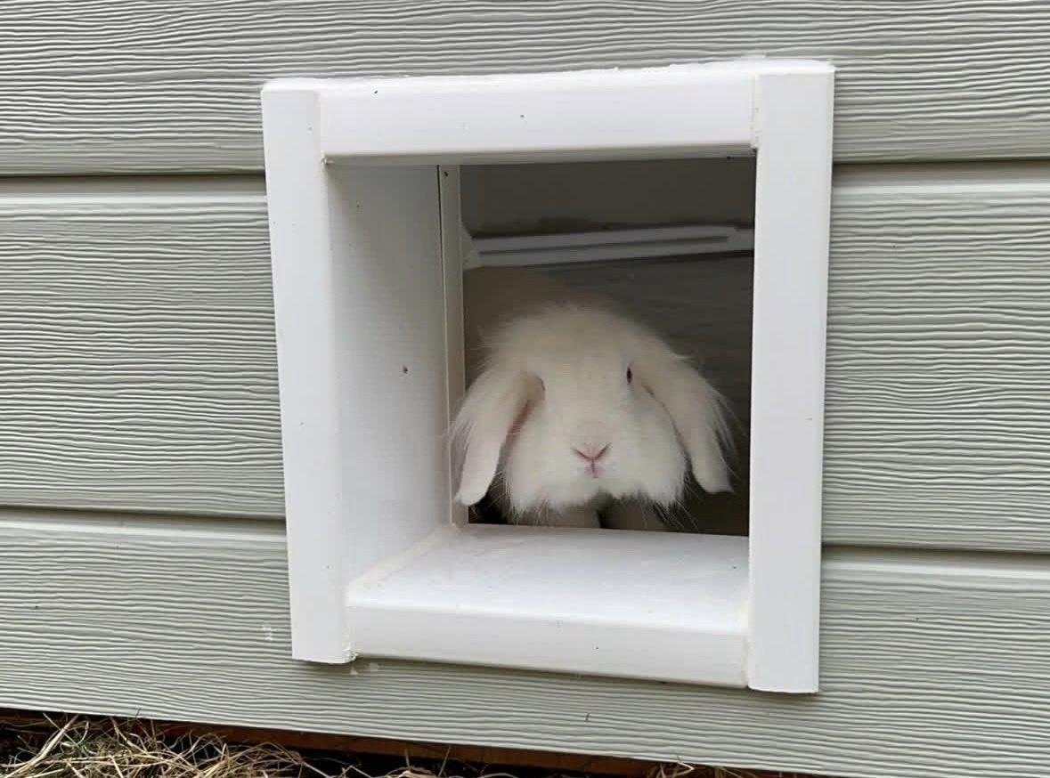 Bun: Bertie (inside.bunny.mansion on Insta)