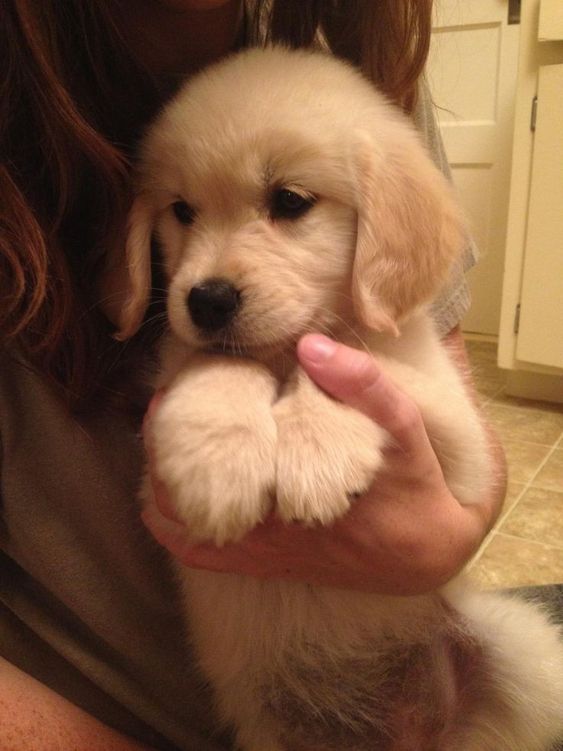 puppies video tweet media