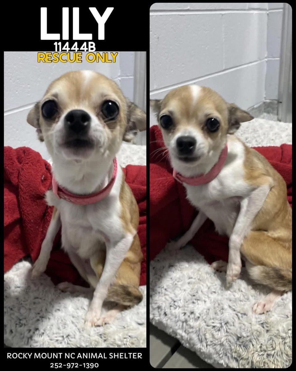 Donna Lac tweet media