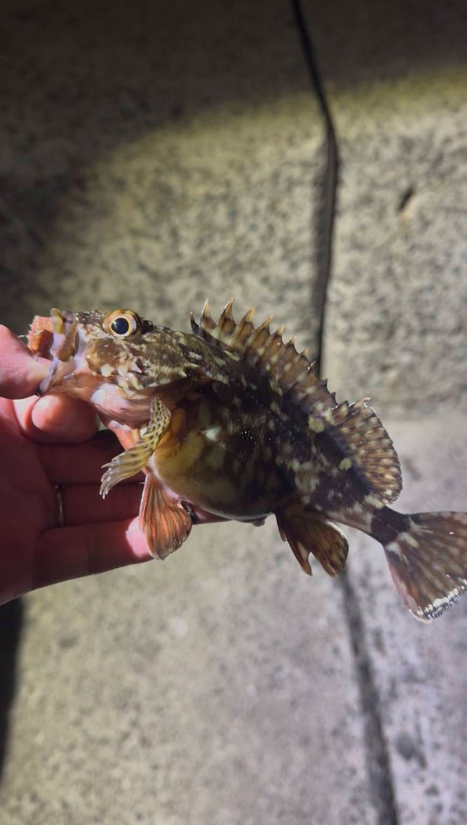 fishingwatanabe's tweet photo. 🎣釣果情報！

直島ナイトゲーム🔥メバリング＆ウキ釣り🔥
⬇️詳細はこちら⬇️
https://t.co/dcM8vGhood

#香川県 #カサゴ #釣行 https://t.co/ZTfGfzt5sF