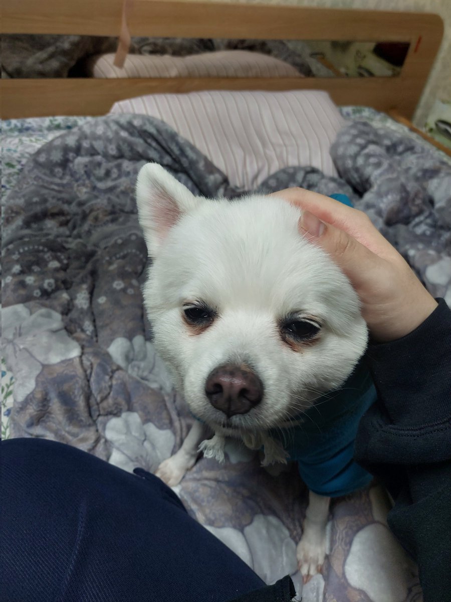 자카드 (대만 4.2~4.10) tweet media