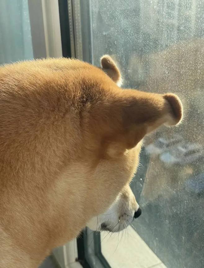 귀가 이렇게 됐네