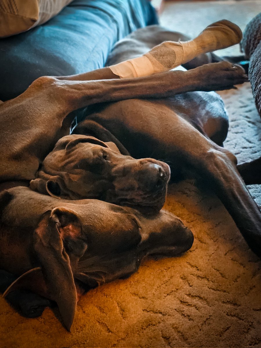 Dane Shenanigans - Great Danes tweet media