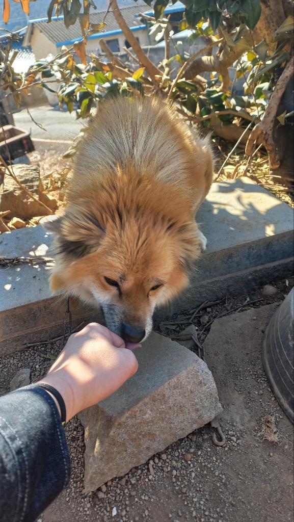 똥개とんけ tweet media