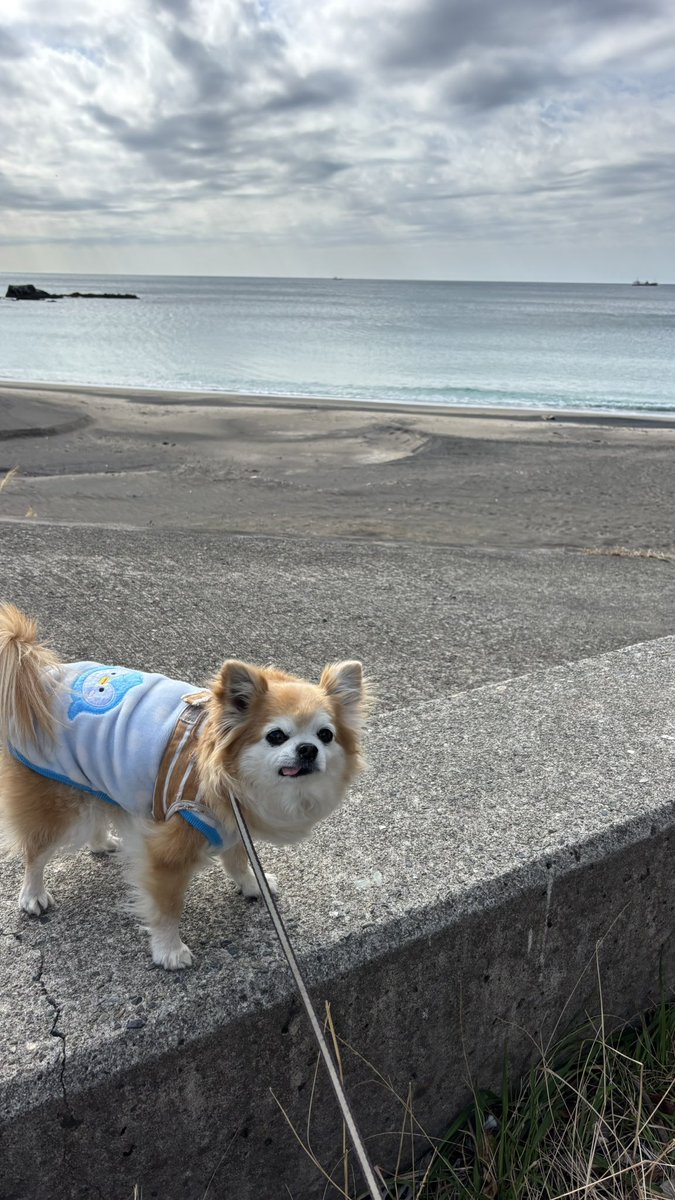 チビちゃんお散歩気持ちいいね✨