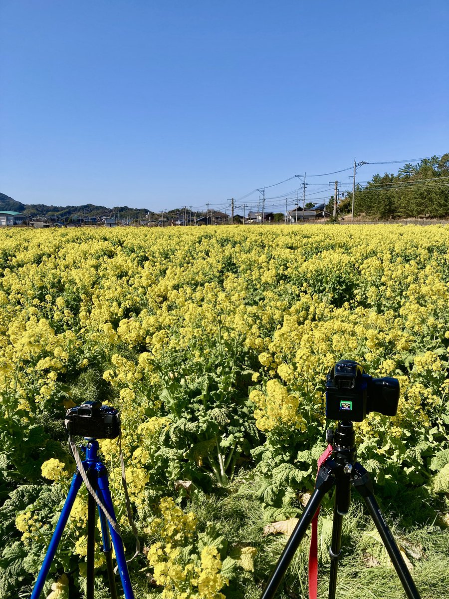 今日は、筑肥線・福吉の
#福ふくの里 に、菜の花と
#103系 撮りに来てます。
お天気も良く、菜の花がちょうど見頃です。