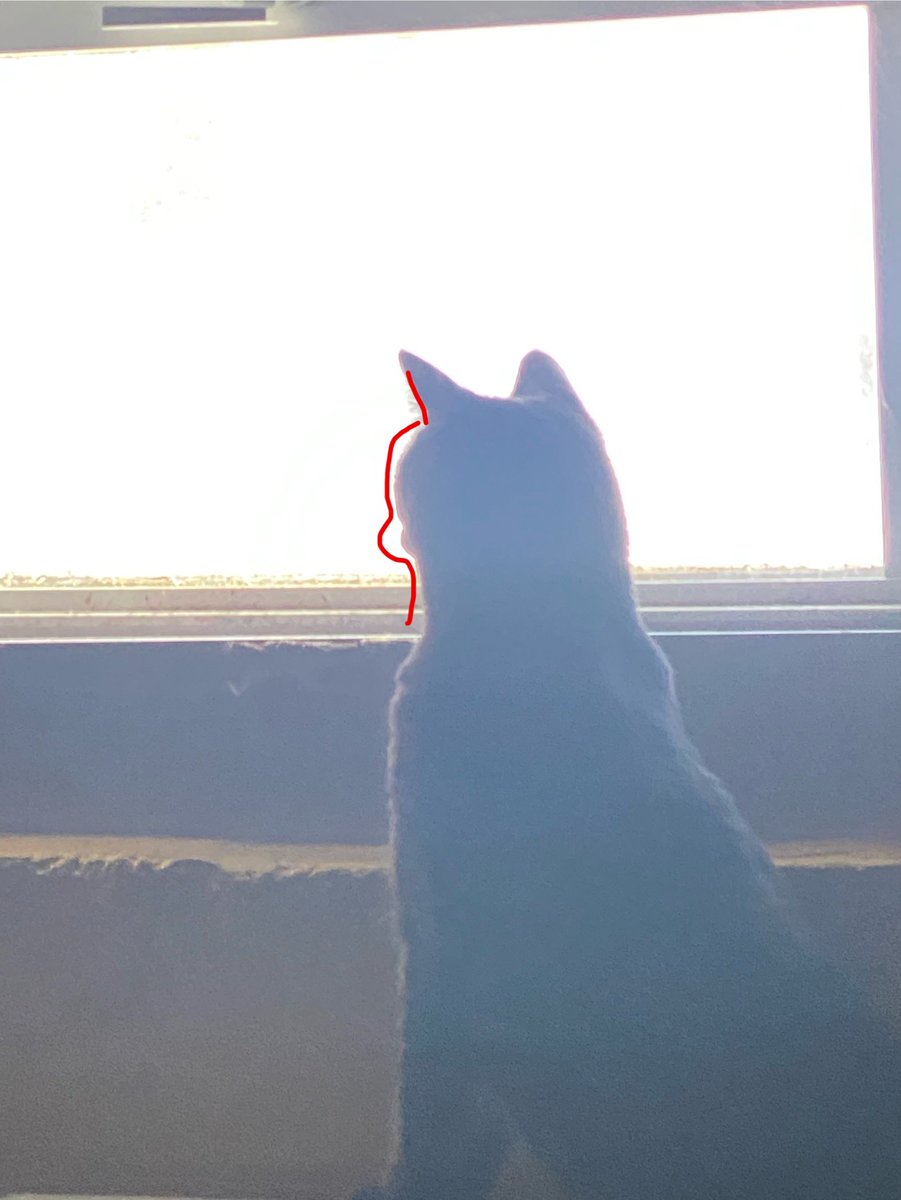 Cartoonishly tweet media