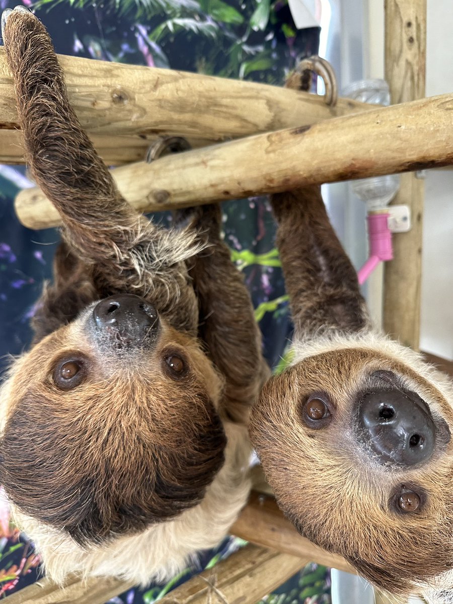 ナマケこモノ🦥 (@namakecomono) / Posts / X