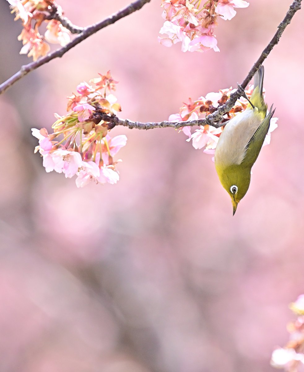 メジロ #河津桜 カメラ：Nikon Zf + 300mm F4E + TC-20E III #野鳥 #私