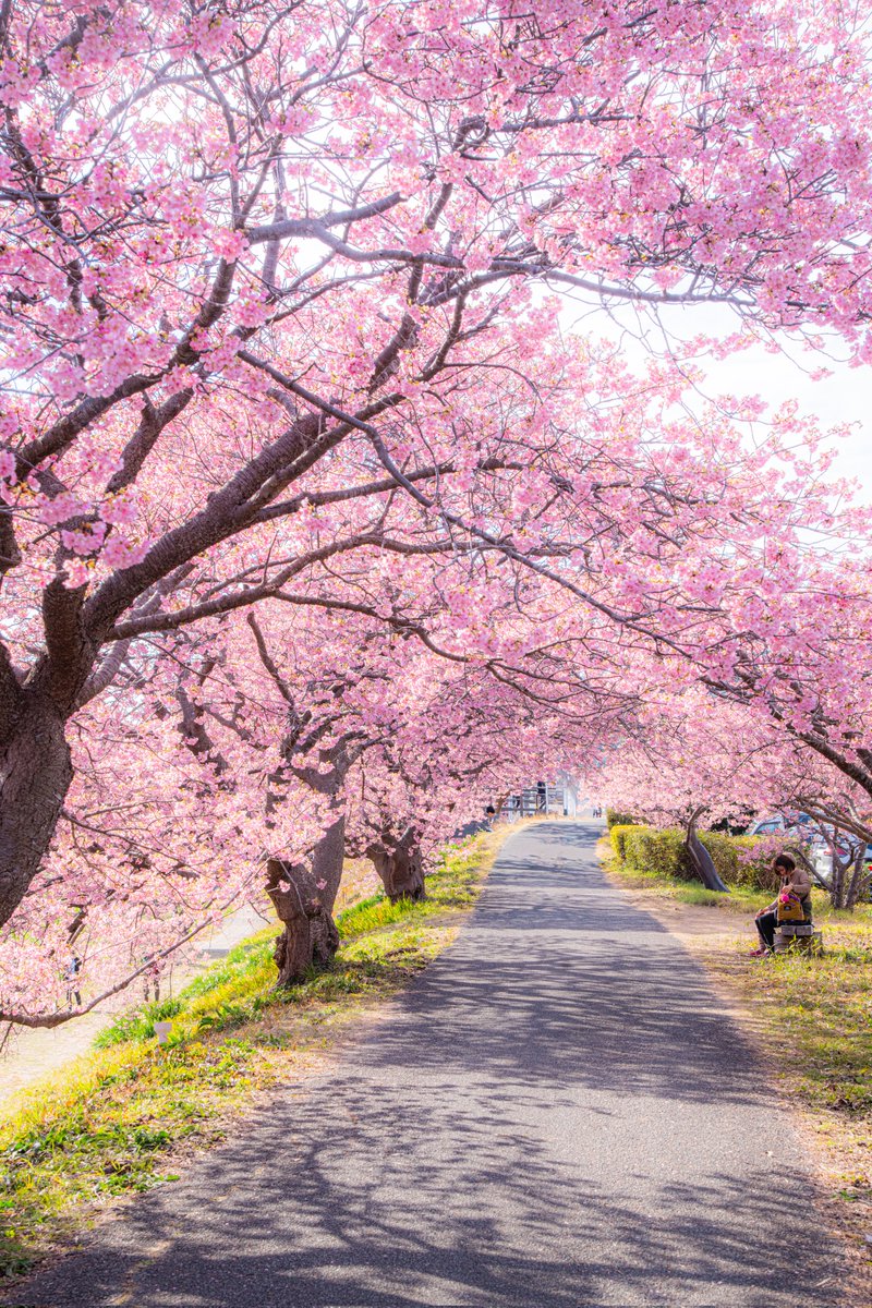 haskap1017's tweet photo. 今年も南伊豆の河津桜並木が素晴らしいです https://t.co/hE4JSFVvlw